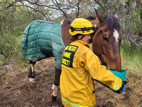 Horse rescued after falling down 100-foot cliff